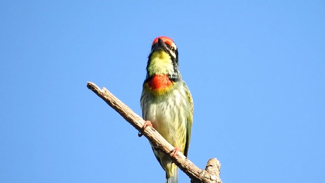 Barbu à plastron rouge - ML192222681