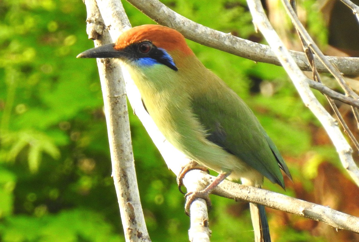 Russet-crowned Motmot - ML192223751