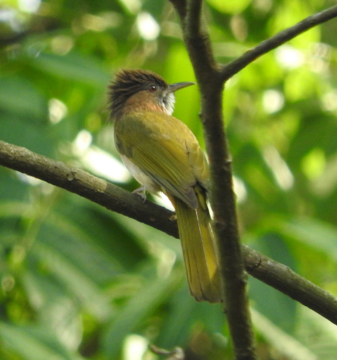 Mountain Bulbul - SWARUP SAHA