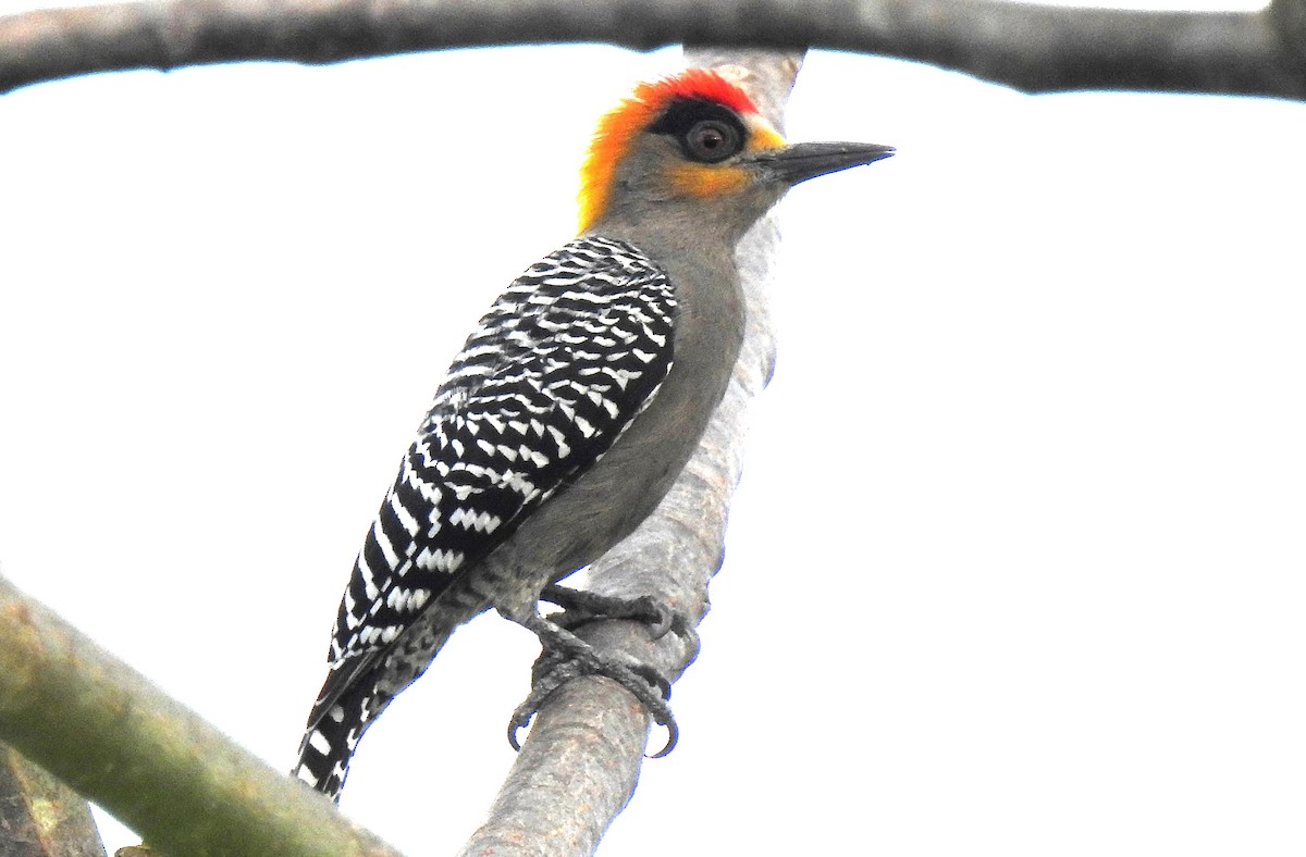 Golden-cheeked Woodpecker - ML192224171
