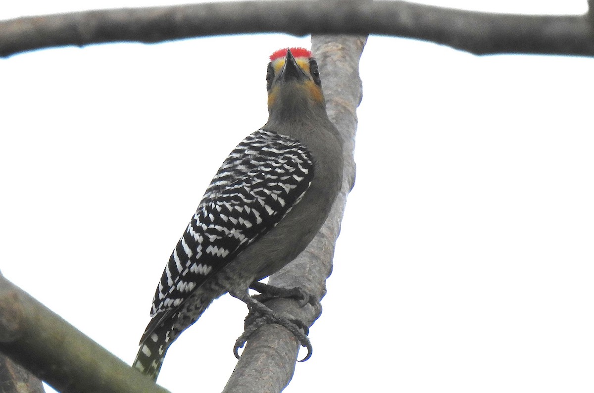 Golden-cheeked Woodpecker - ML192224221