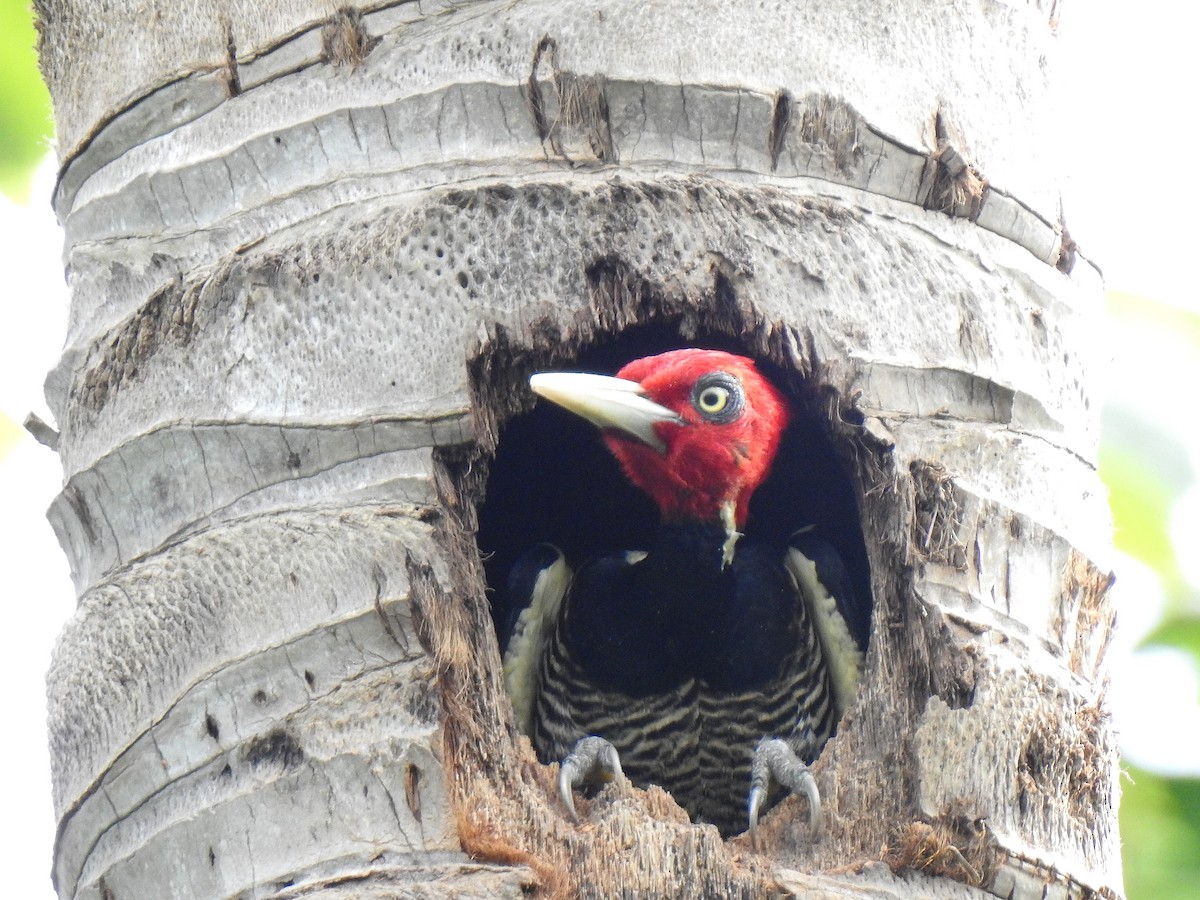 Pale-billed Woodpecker - ML192224331