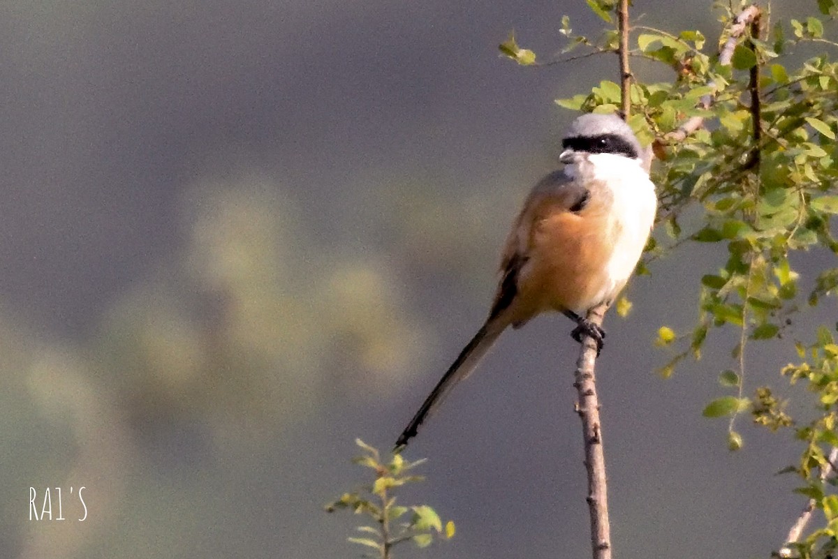 Long-tailed Shrike - ML192224491