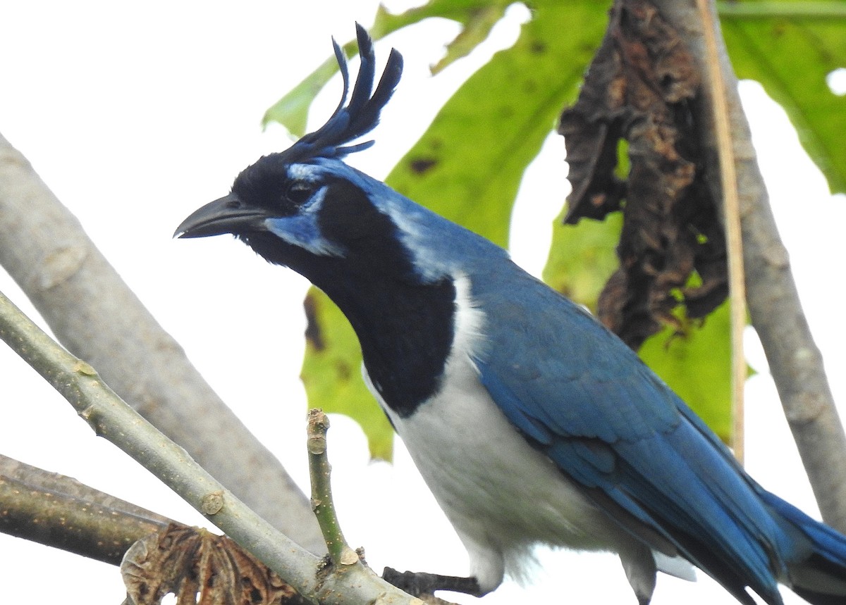 Black-throated Magpie-Jay - Bernard Tremblay