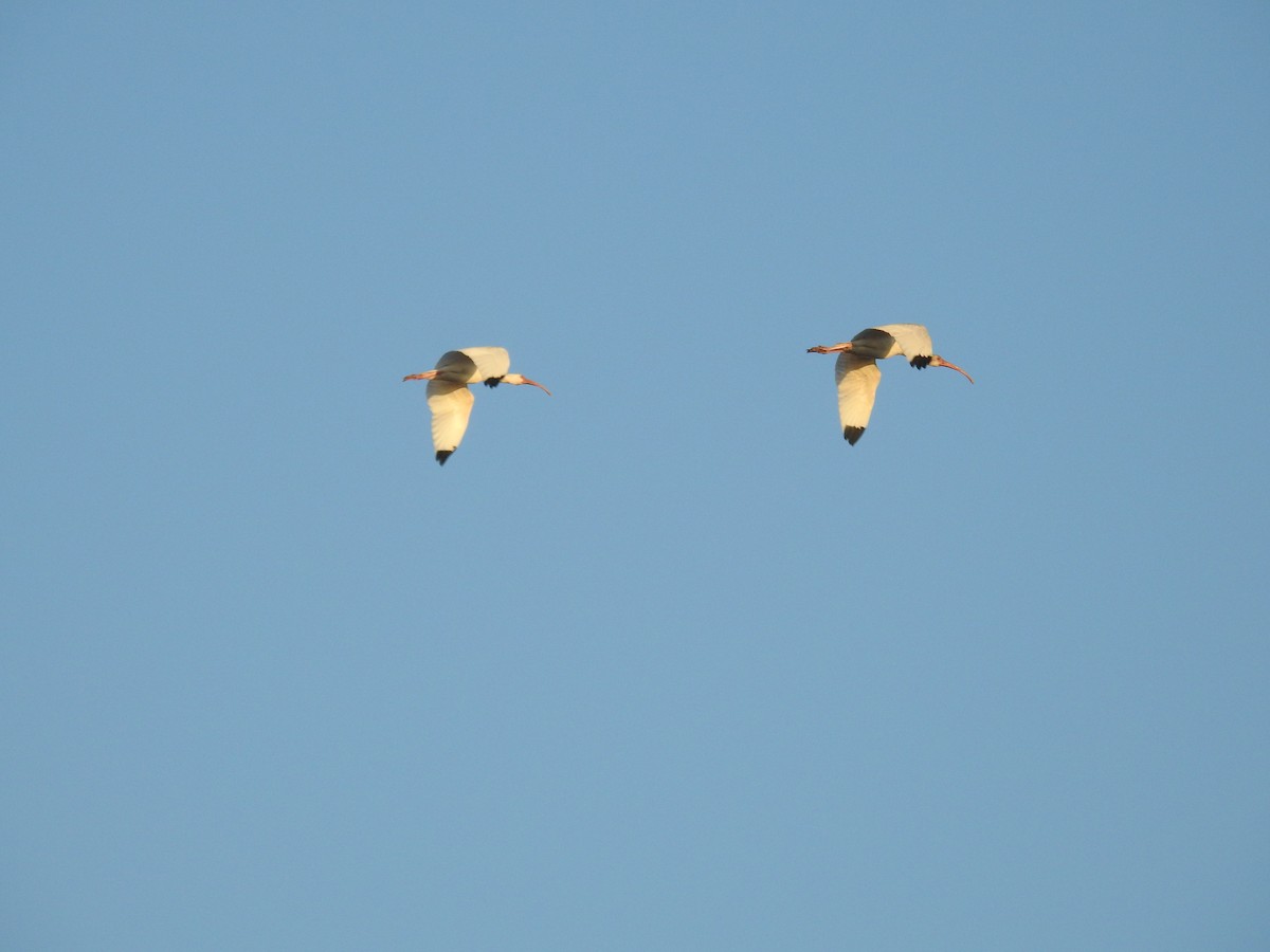 White Ibis - Joseph Troy