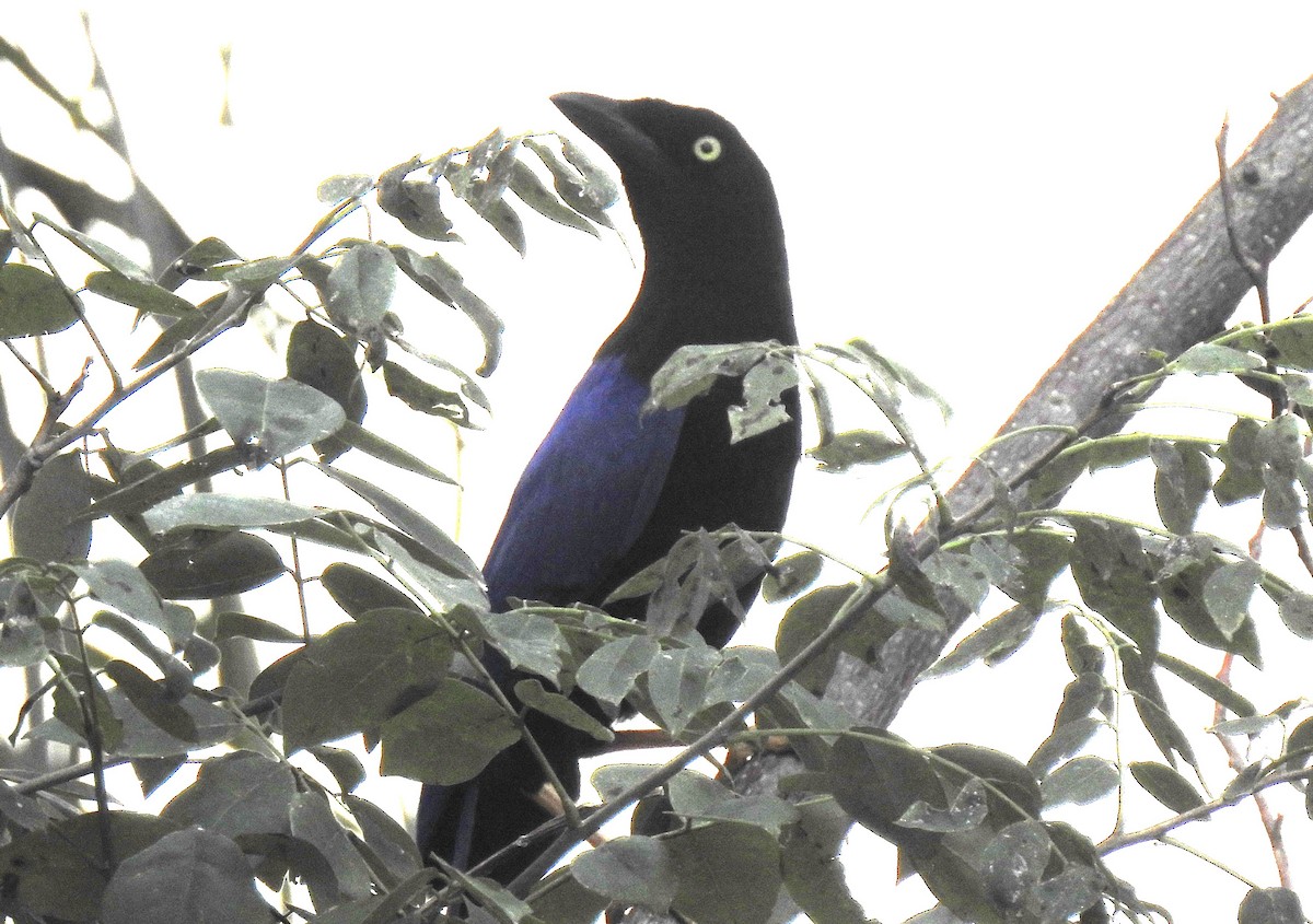 Purplish-backed Jay - ML192225521