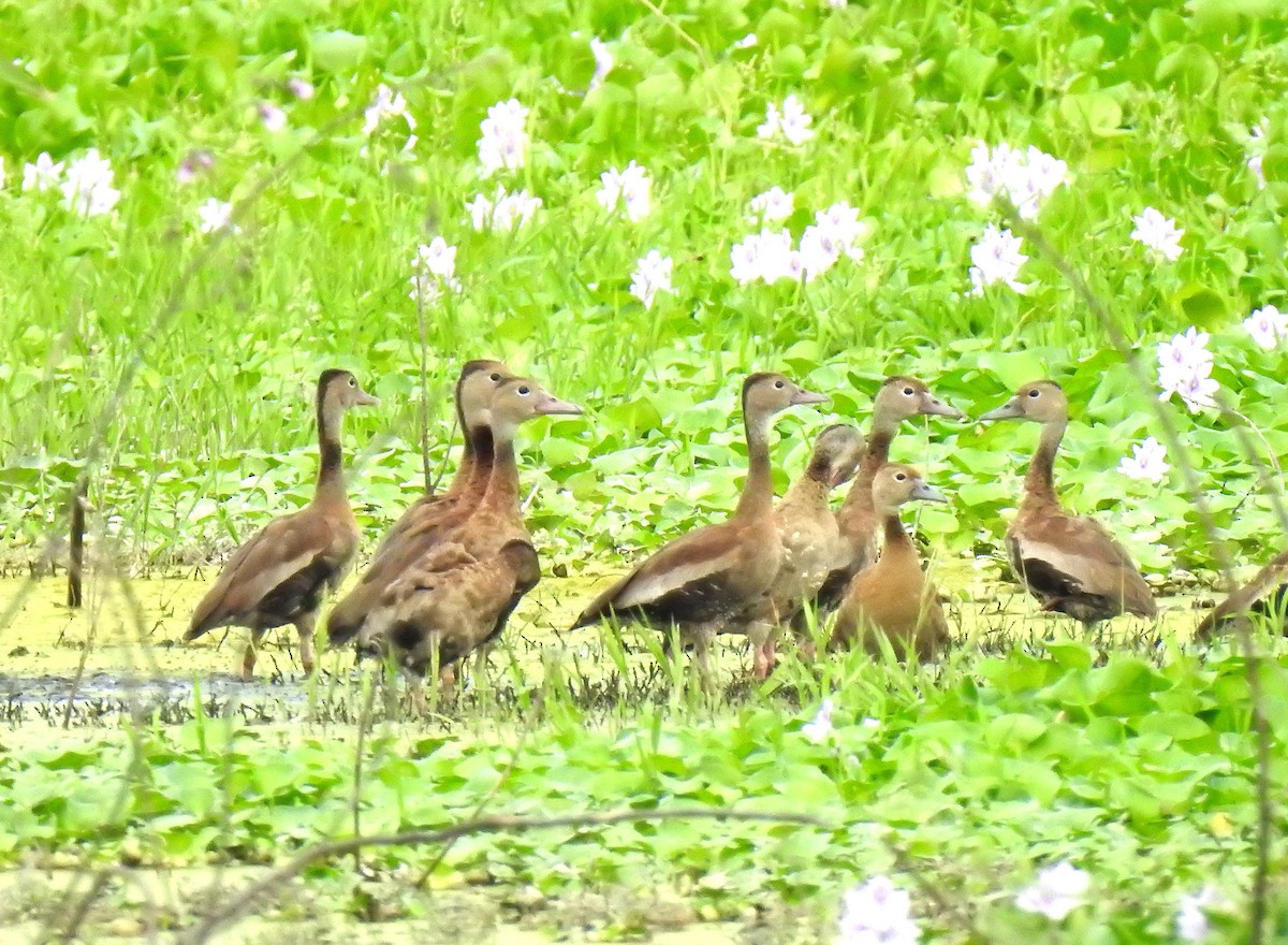 Black-bellied Whistling-Duck - Bernard Tremblay