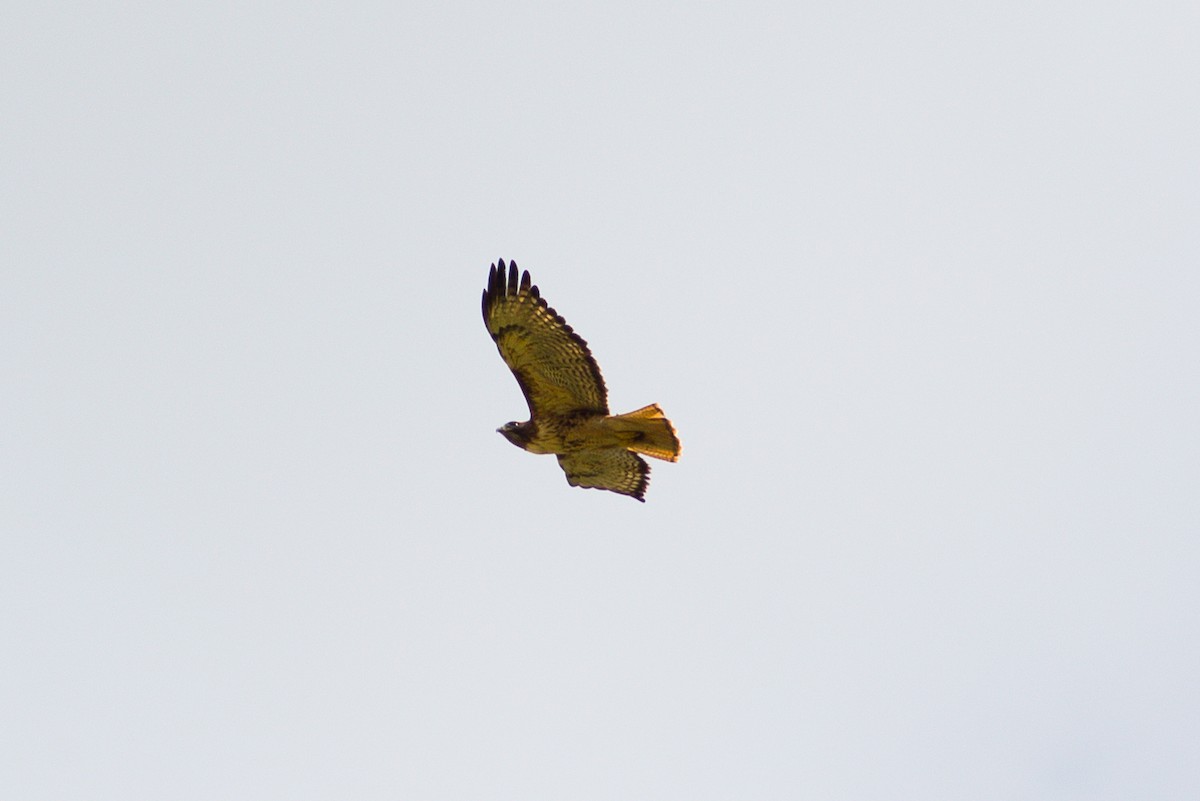 Red-tailed Hawk - ML192229051