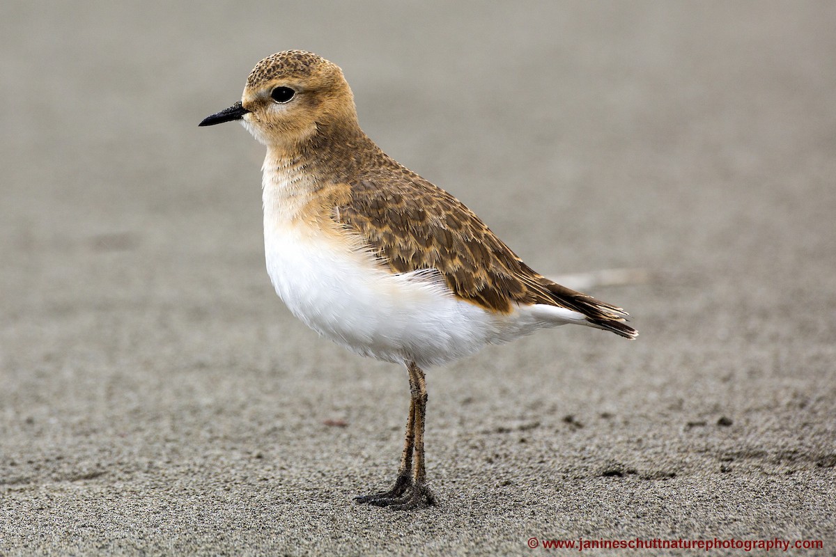 Mountain Plover - Janine Schutt