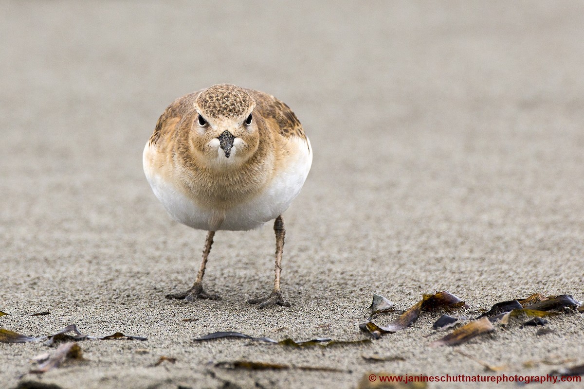 Mountain Plover - ML192229451