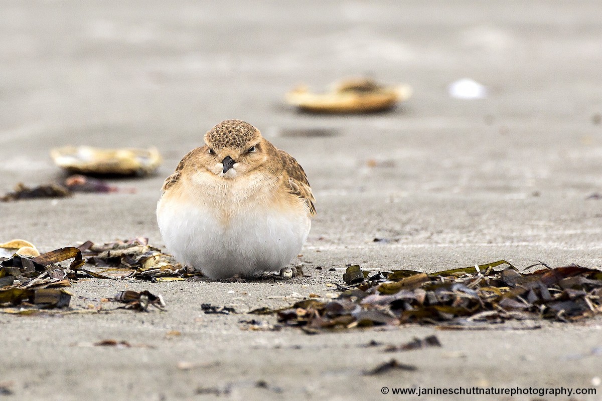 Mountain Plover - ML192229471