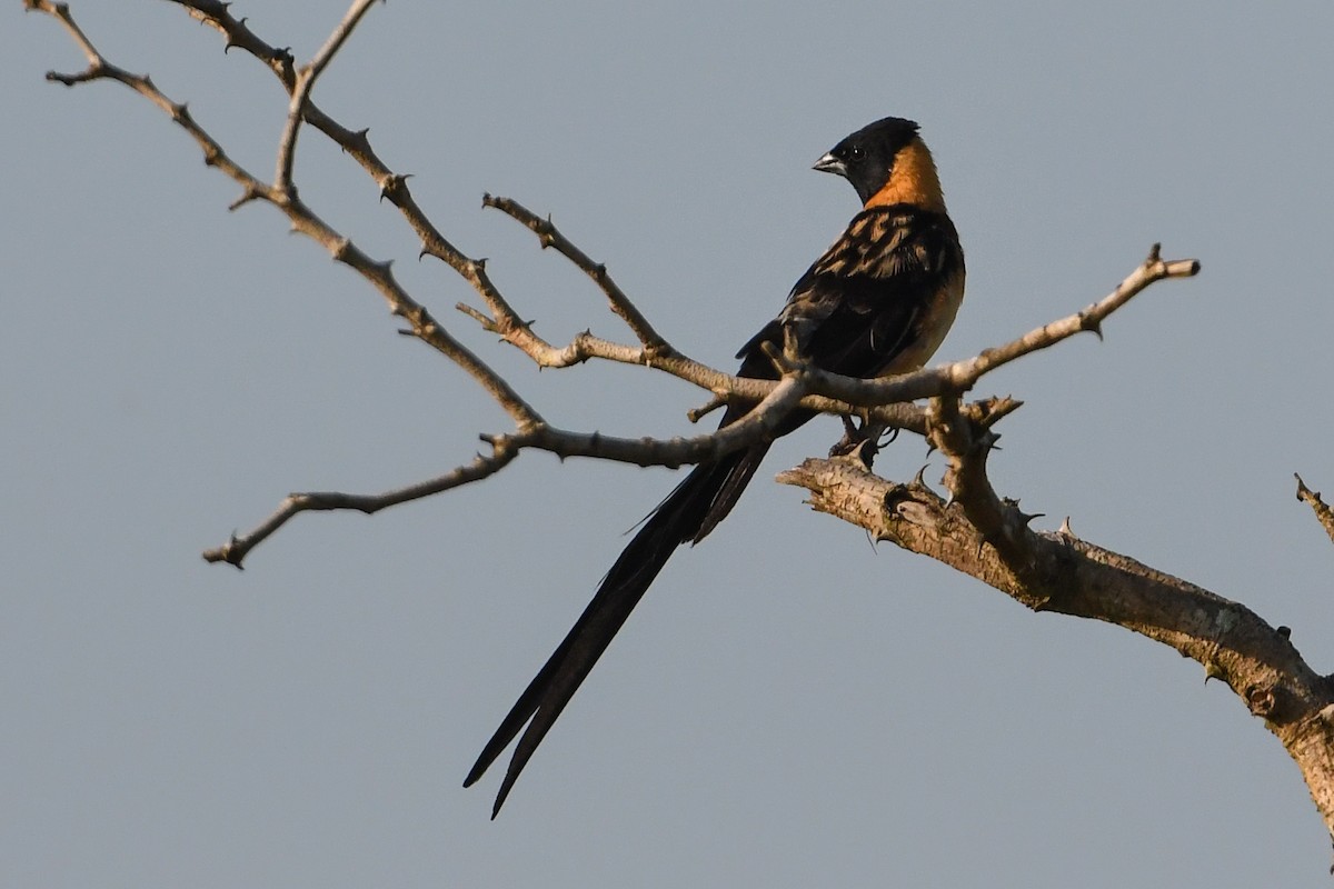 Eastern Paradise-Whydah - Maryse Neukomm