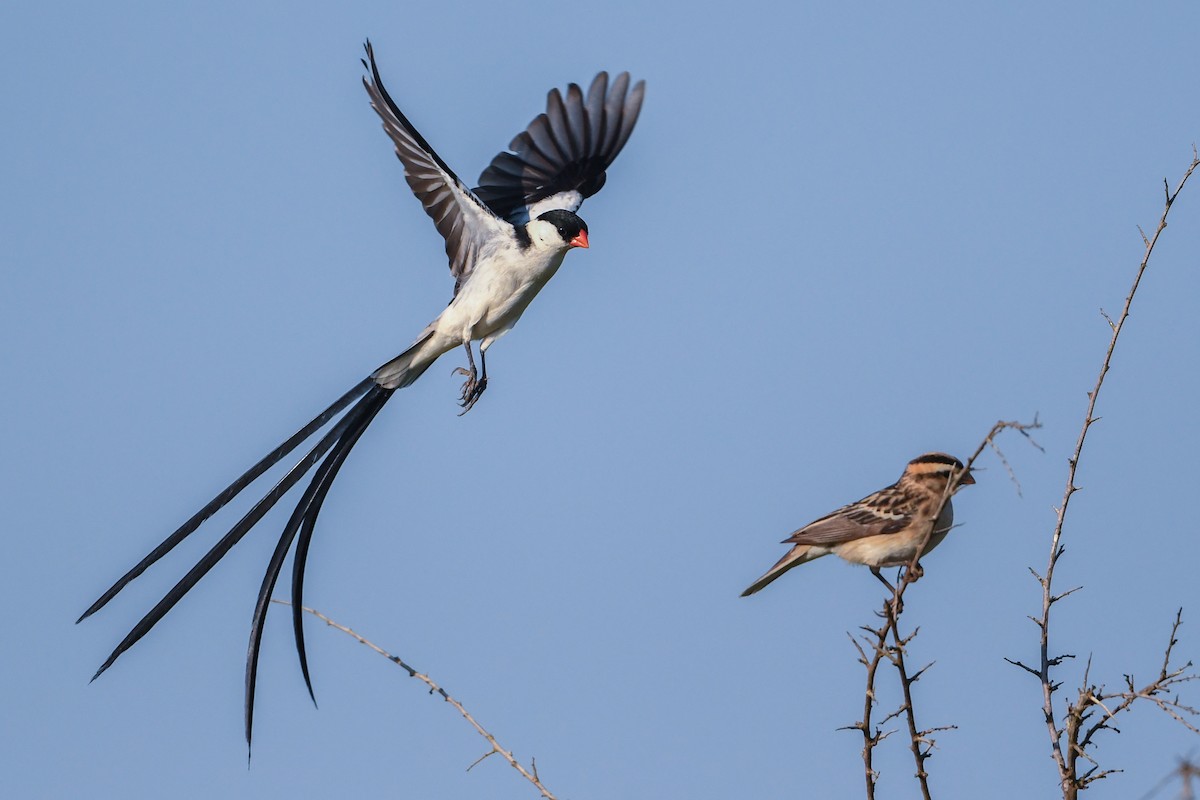 Pin-tailed Whydah - Maryse Neukomm