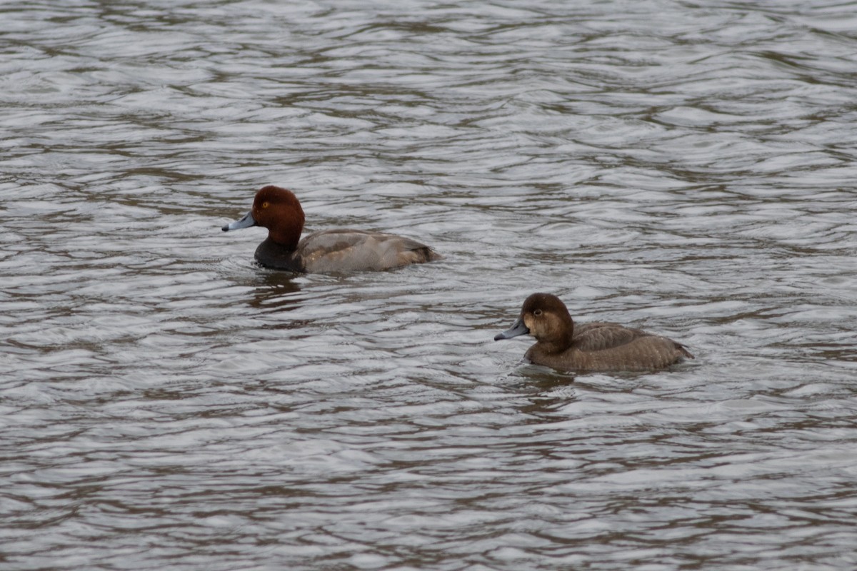 アメリカホシハジロ - ML192231381