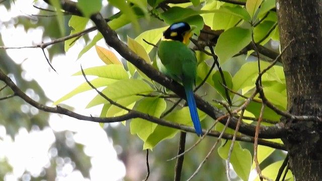 Long-tailed Broadbill - ML192231661