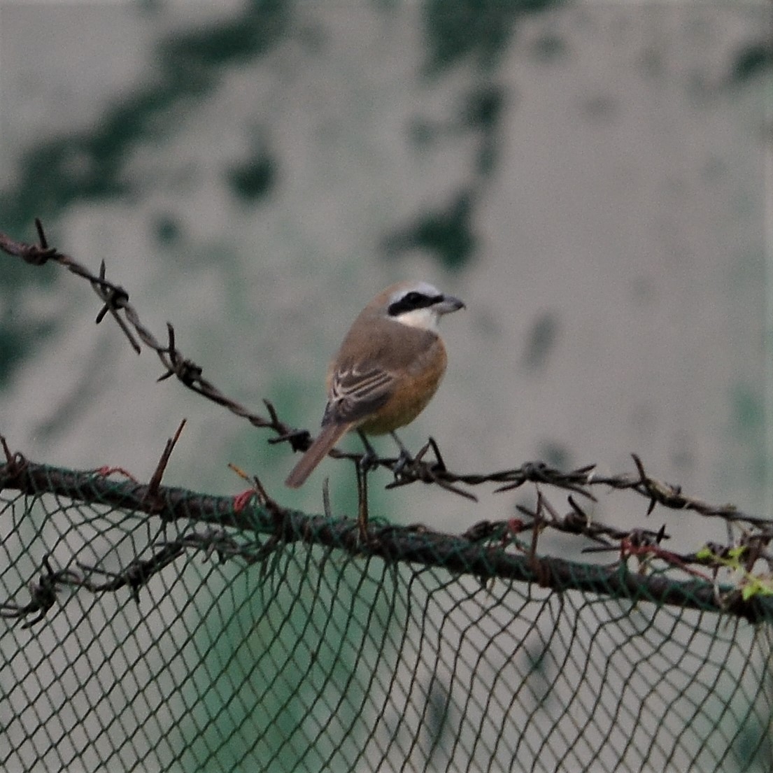Brown Shrike (Philippine) - ML192233021