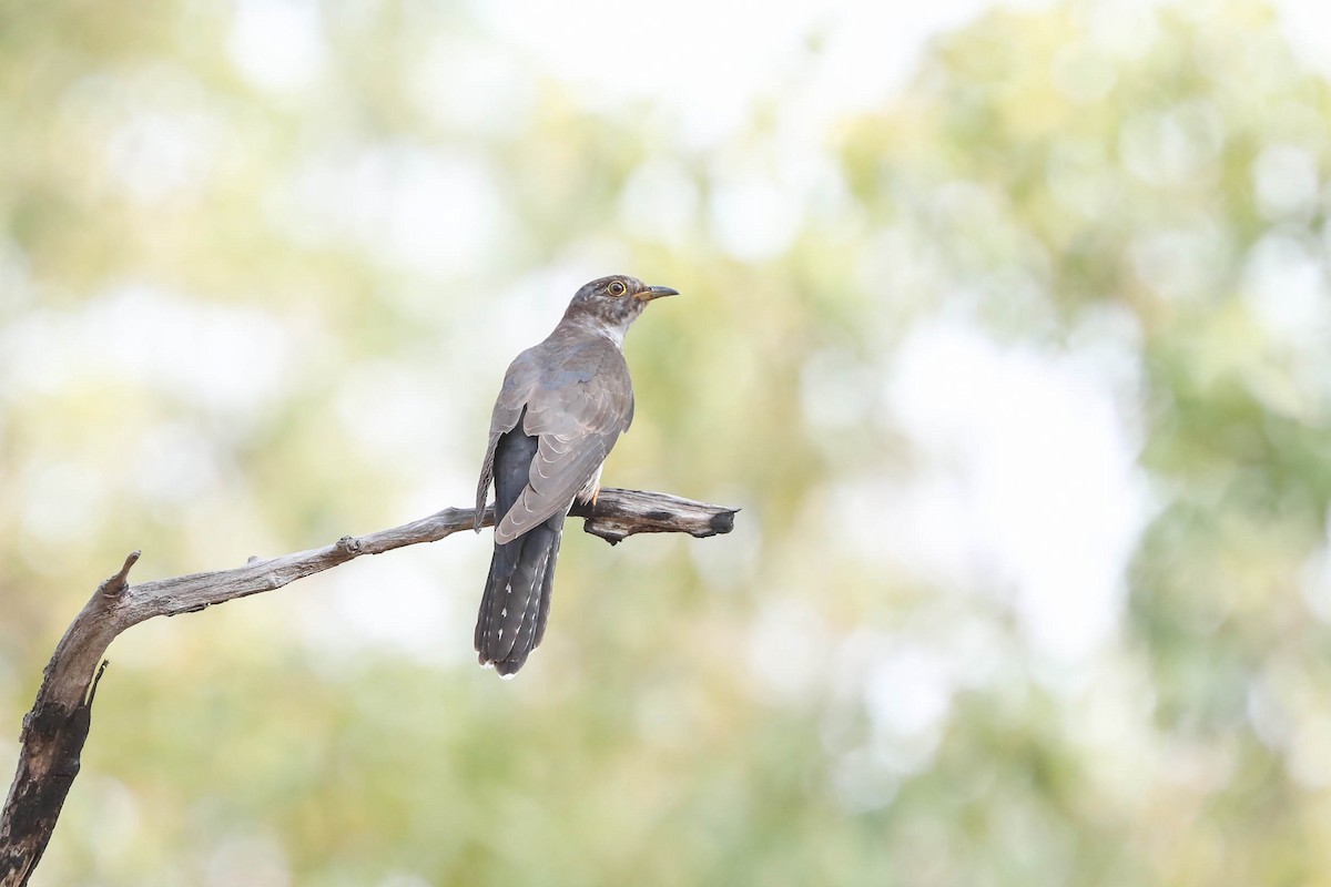 Oriental Cuckoo - Ged Tranter