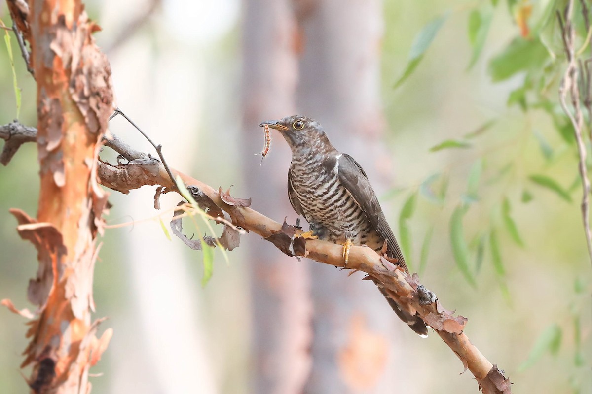 Oriental Cuckoo - Ged Tranter