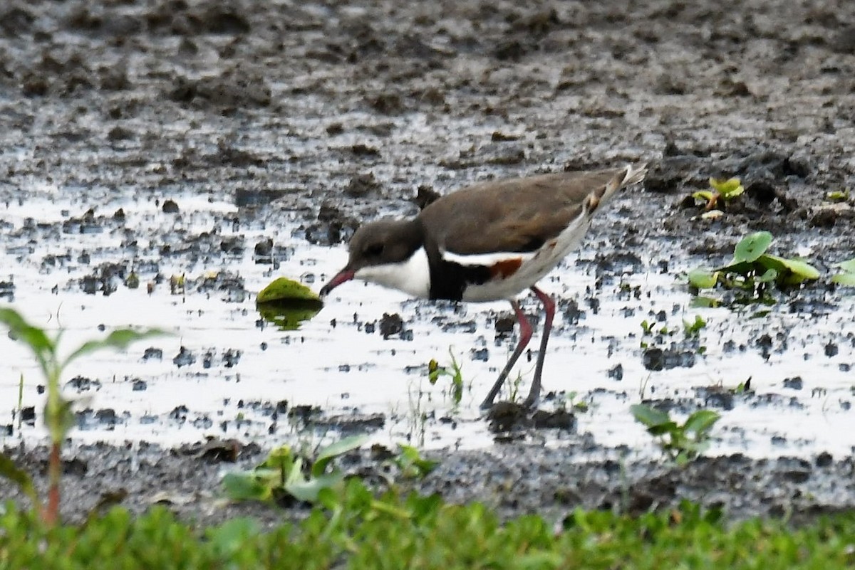 Red-kneed Dotterel - ML192234001