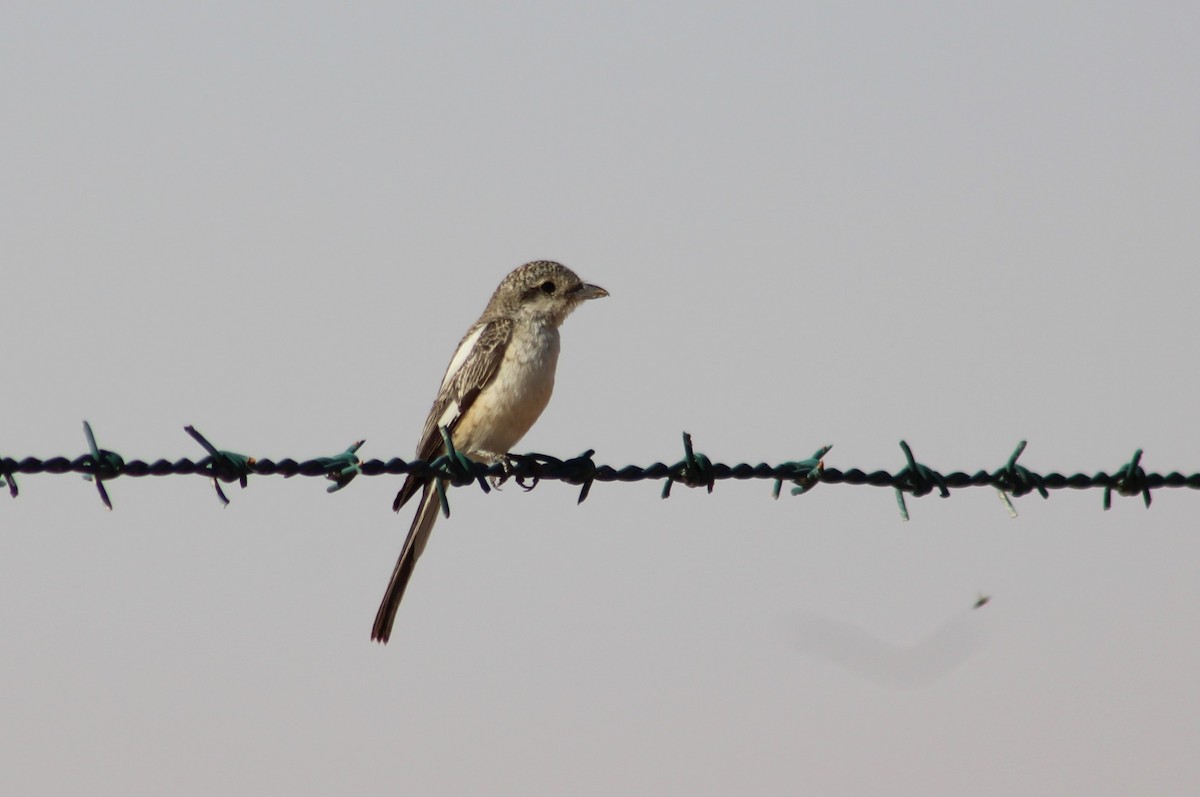 Masked Shrike - ML192234561