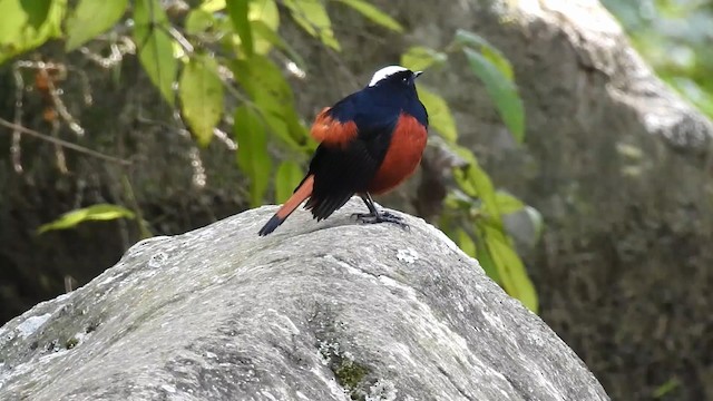 White-capped Redstart - ML192234791