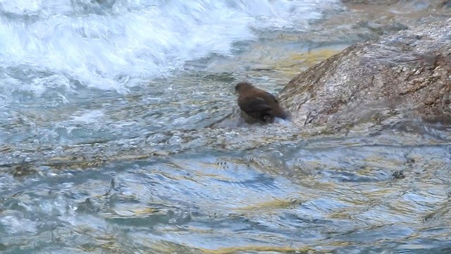 Brown Dipper - ML192236351