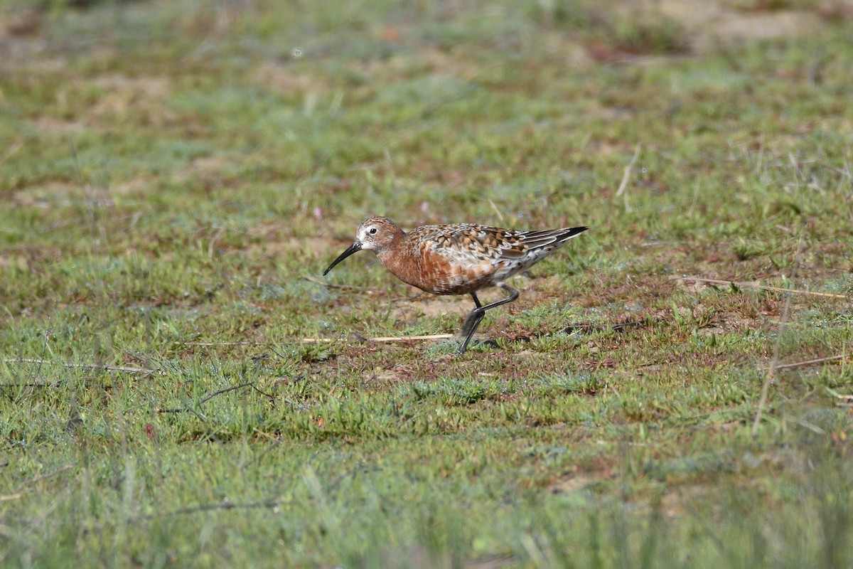 Curlew Sandpiper - ML192237101