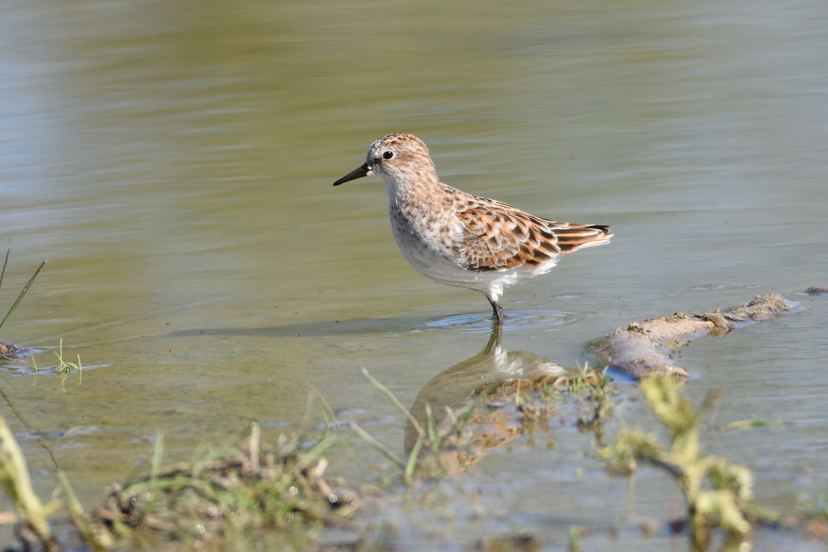 Little Stint - ML192237261