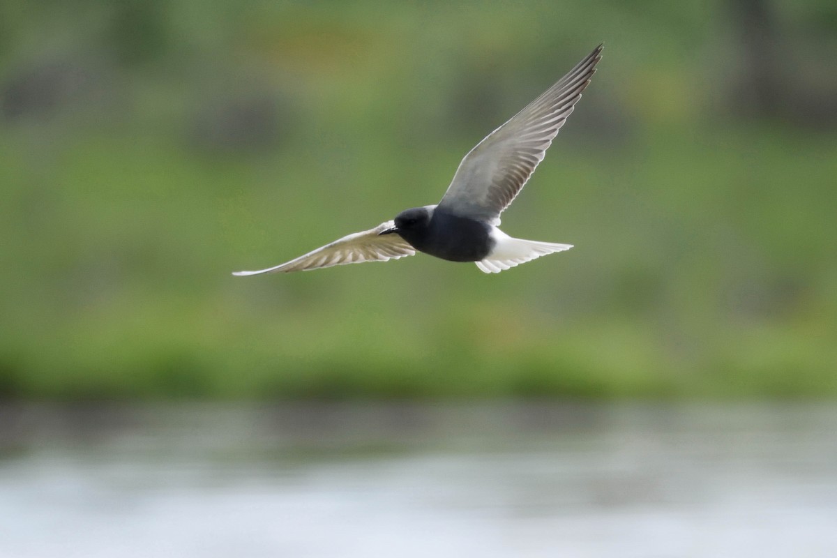 Black Tern - Santiago Caballero Carrera