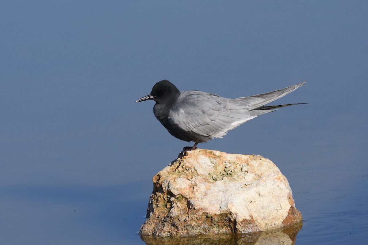 Black Tern - Santiago Caballero Carrera