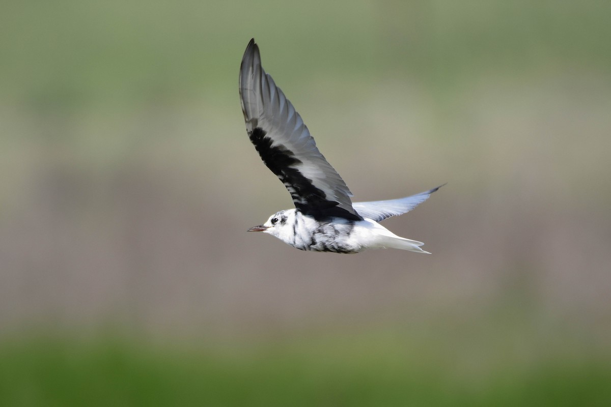 White-winged Tern - ML192237361