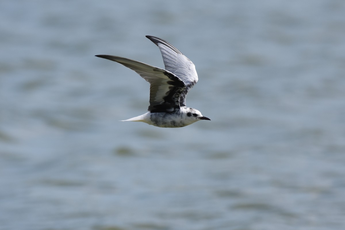 White-winged Tern - ML192237371