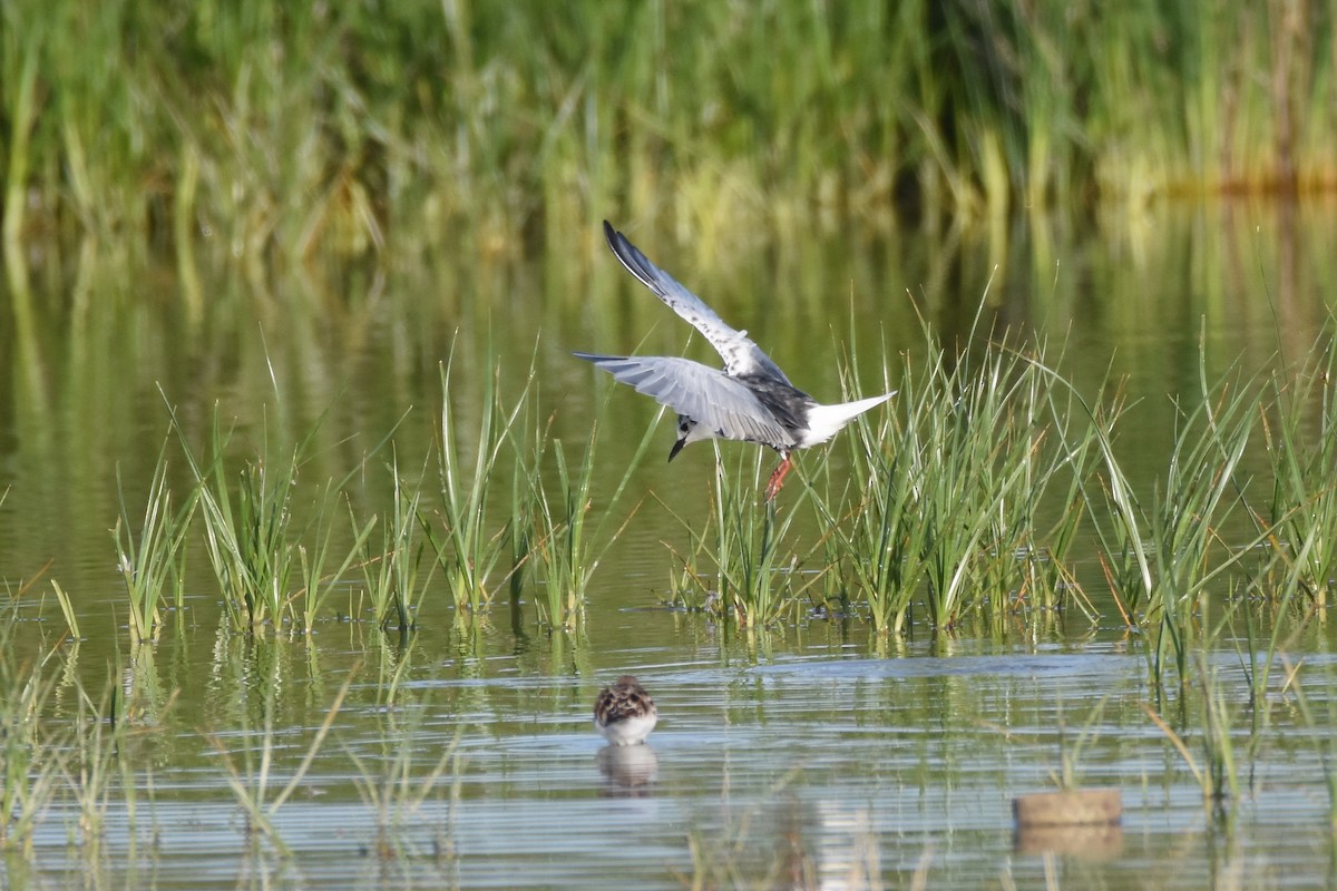 White-winged Tern - ML192237461