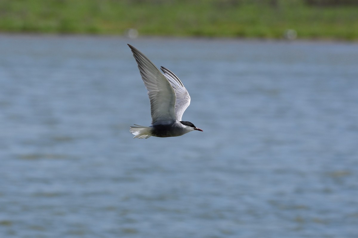 Whiskered Tern - ML192237641