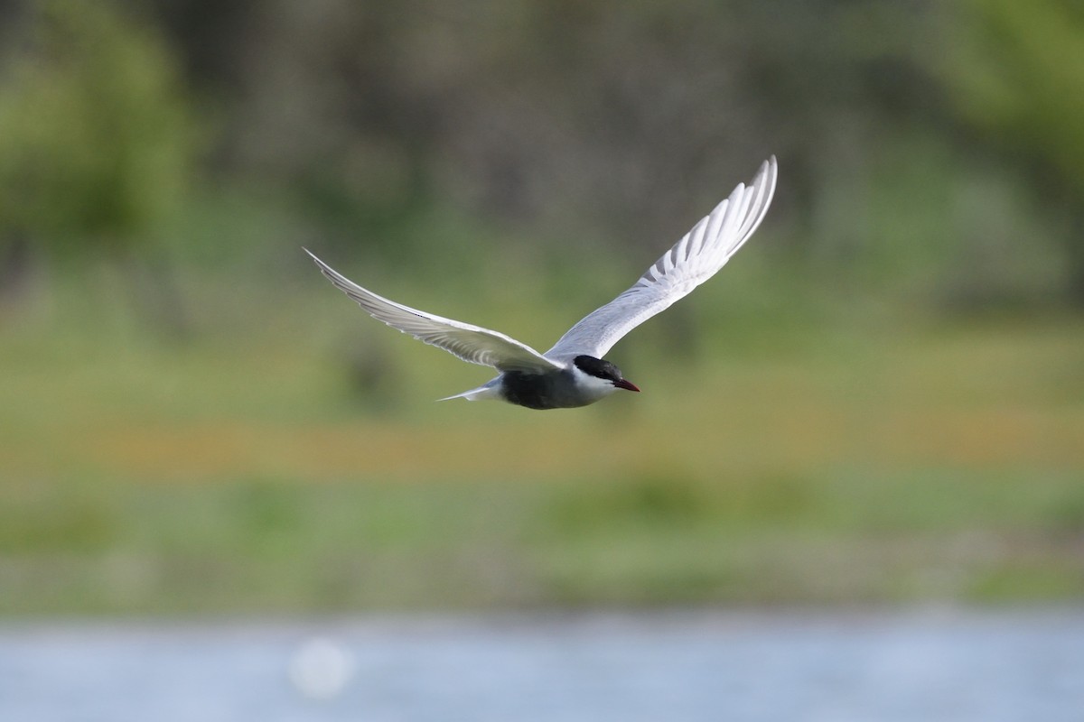 Whiskered Tern - ML192237661