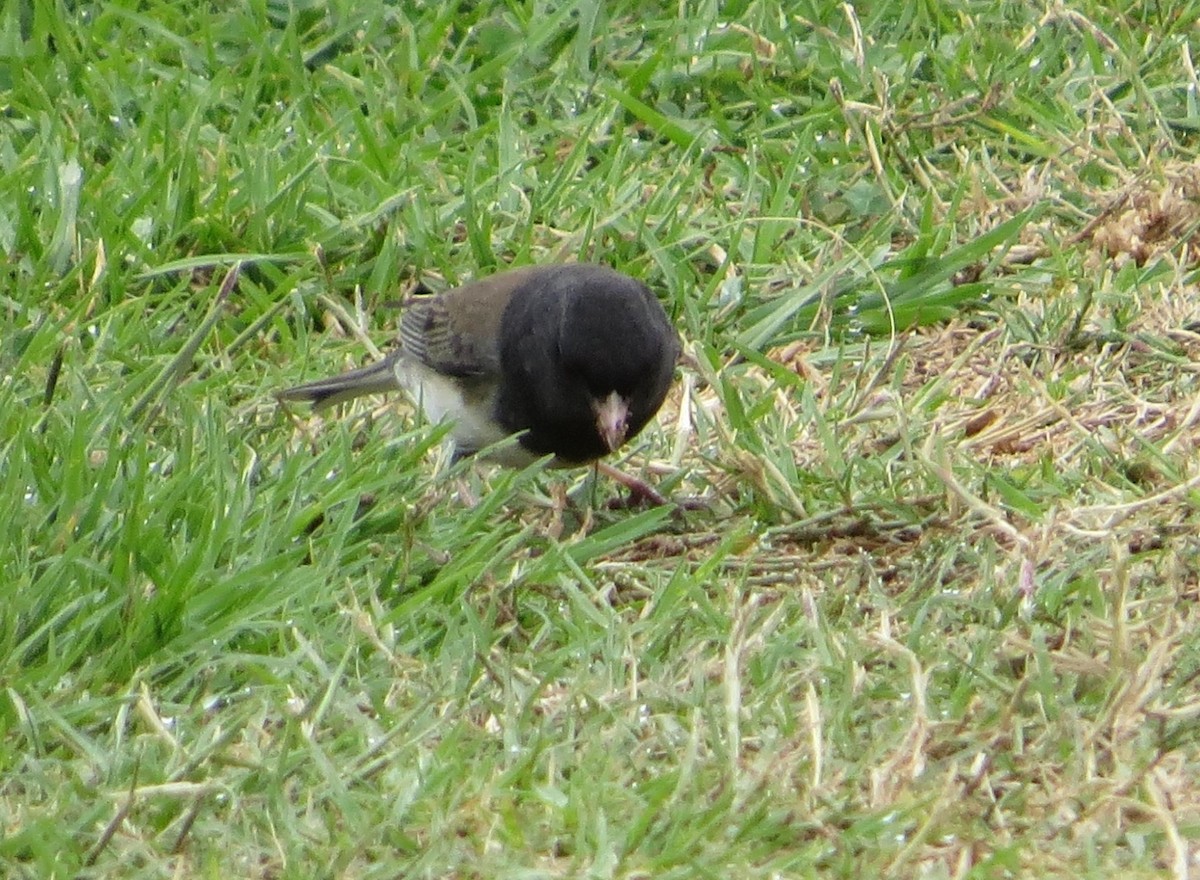 Dark-eyed Junco - Doug Willick