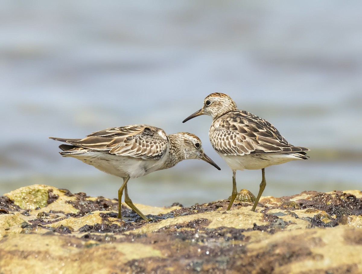 Sharp-tailed Sandpiper - ML192240481