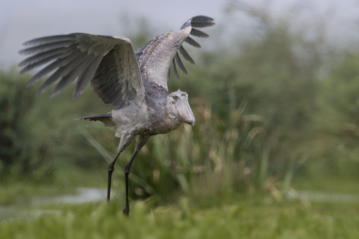 Shoebill - Zak Pohlen