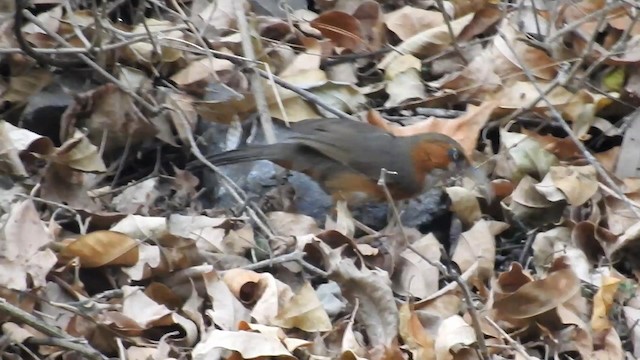 Rusty-cheeked Scimitar-Babbler - ML192241561