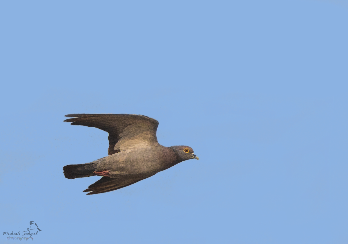 Yellow-eyed Pigeon - ML192242461