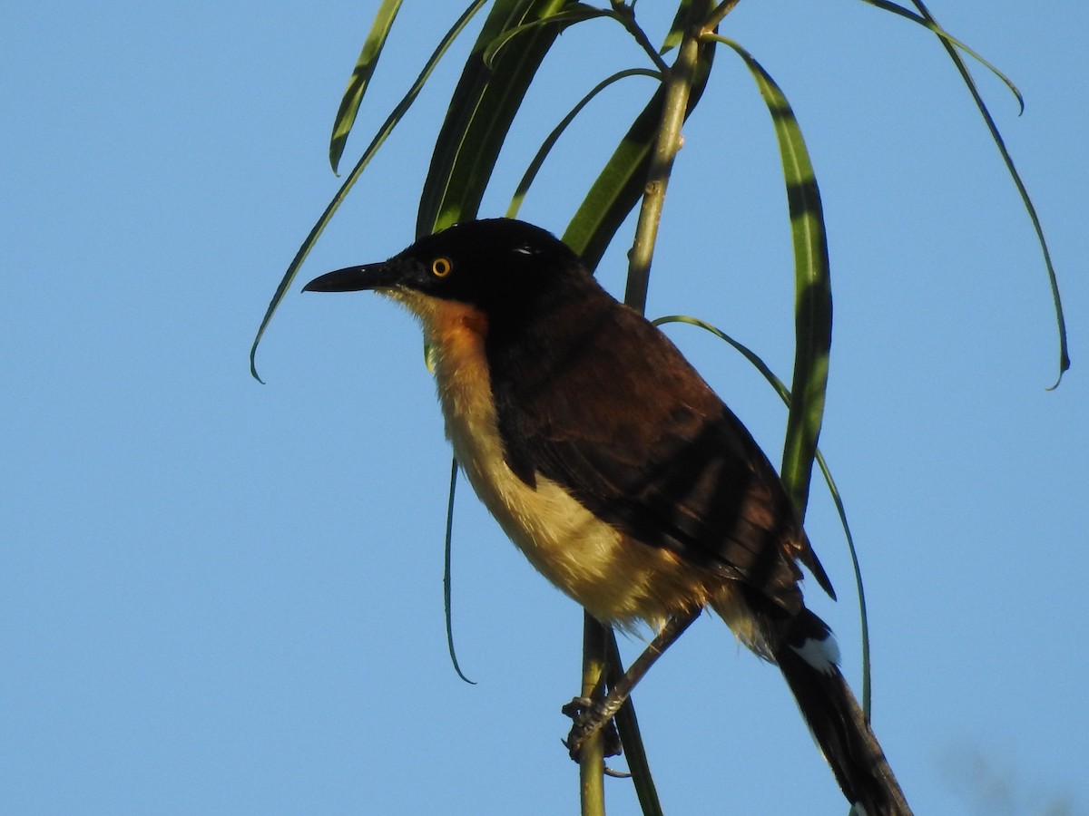 Black-capped Donacobius - Viviana Giqueaux