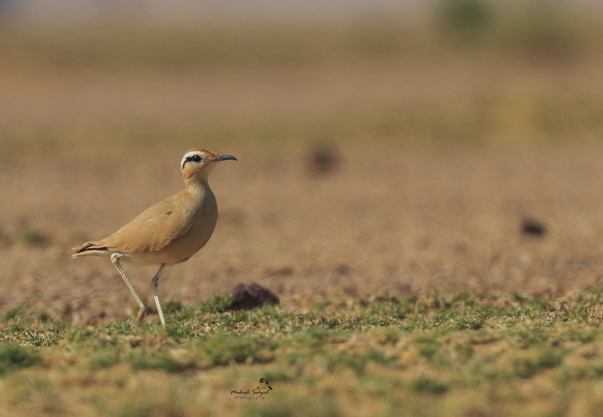 Cream-colored Courser - ML192242691