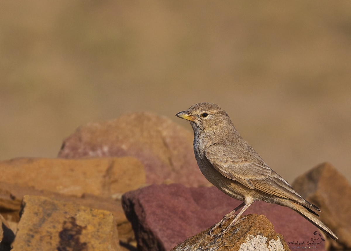 Desert Lark - ML192242761