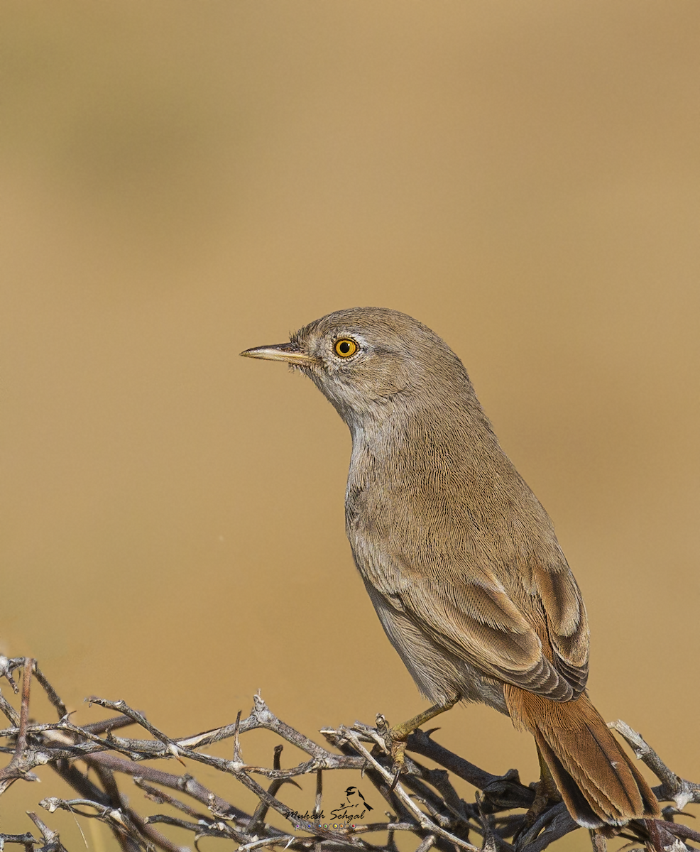 Asian Desert Warbler - ML192242861