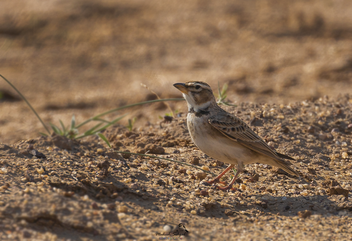 Bimaculated Lark - Mukesh  Sehgal