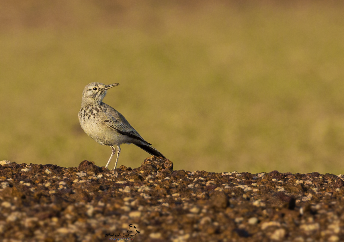 Greater Hoopoe-Lark - ML192242921