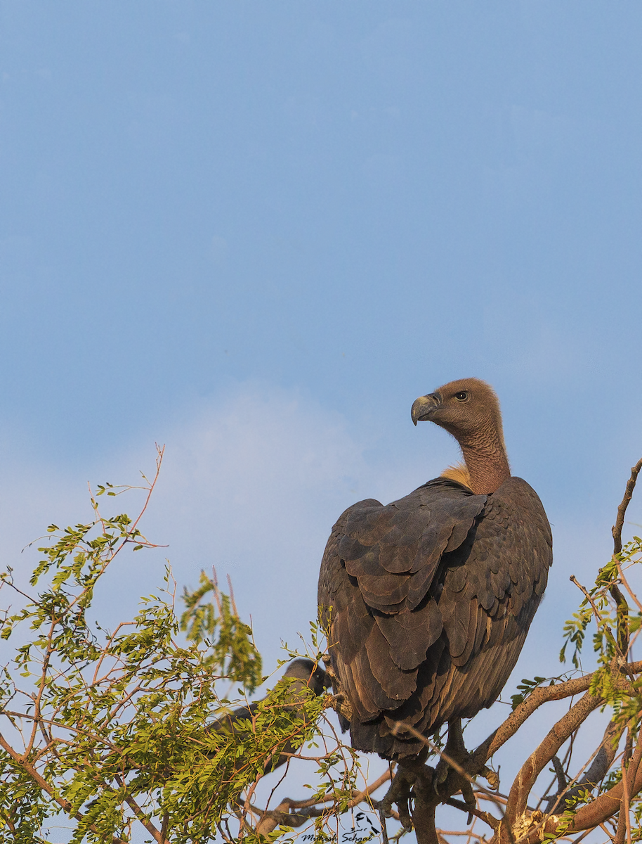 White-rumped Vulture - ML192242961