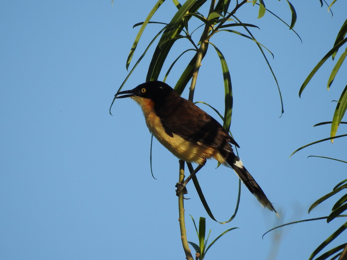 Black-capped Donacobius - ML192242981