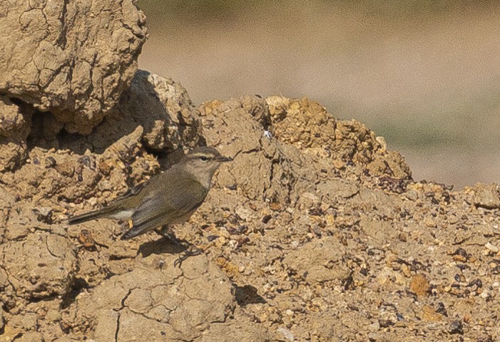 Sulphur-bellied Warbler - ML192243081