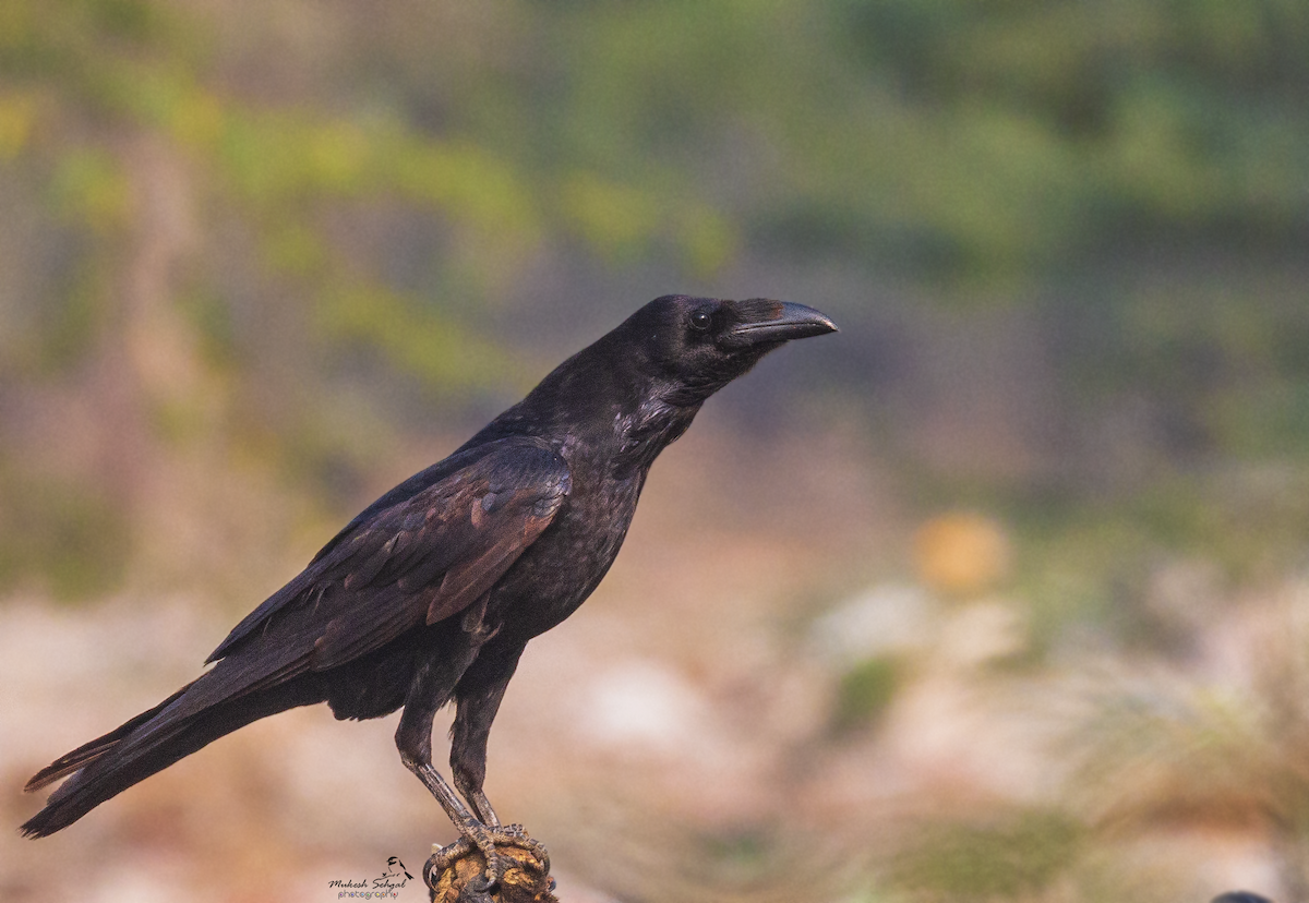 Common Raven - ML192243111